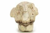 Fossil Horse (Mesohippus) Skull - South Dakota #263484-8